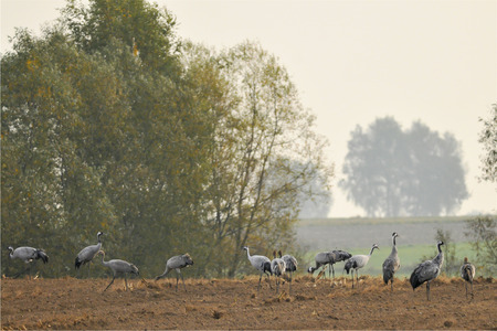 Cranes on fields of the maize の写真素材