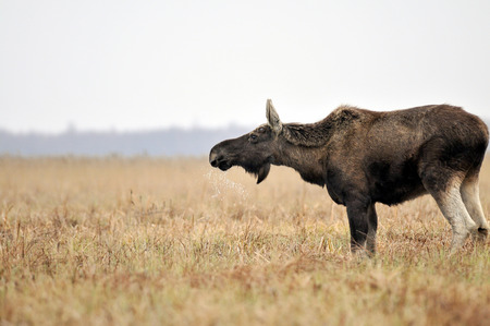 Biebrza national park  N z mooseの写真素材