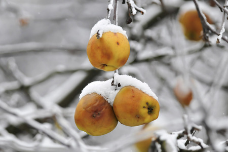 Frost  Winter  Chilled apples の写真素材