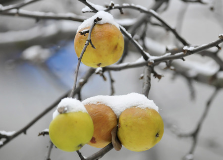 Frost  Winter  Chilled apples の写真素材