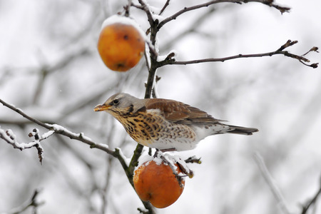 The Fieldfare on apples  Frost  Winter  Chilled fruits の写真素材
