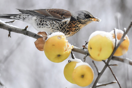 The Fieldfare on apples  Frost  Winter  Chilled fruits の写真素材
