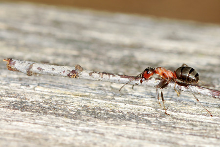 Wood ants are carrying twigs to the anthill の写真素材