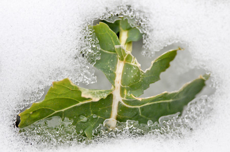 Melting snow の写真素材
