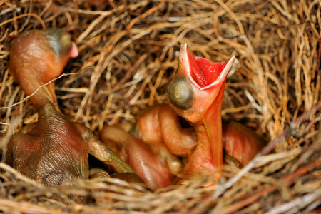 Chicks of the jay の写真素材