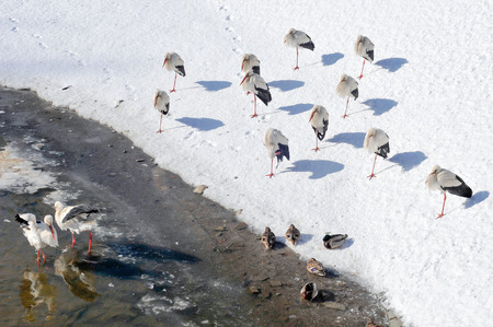 White storks too early flew in  During sharp still winters a dozen or so pieces flew in to the pond の写真素材