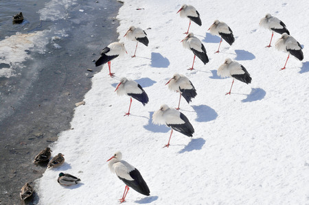 White storks too early flew in  During sharp still winters a dozen or so pieces flew in to the pond の写真素材
