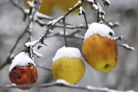 Frost  Winter  Chilled apples の写真素材