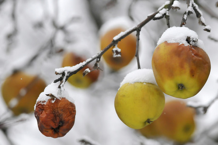 Frost  Winter  Chilled apples の写真素材