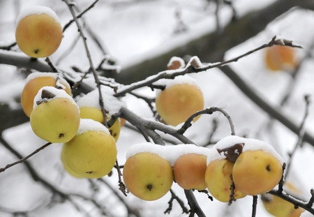 Frost  Winter  Chilled apples の写真素材