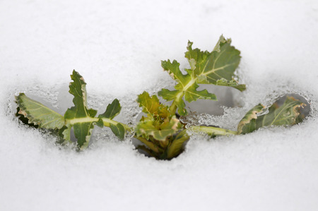 Melting snow の写真素材