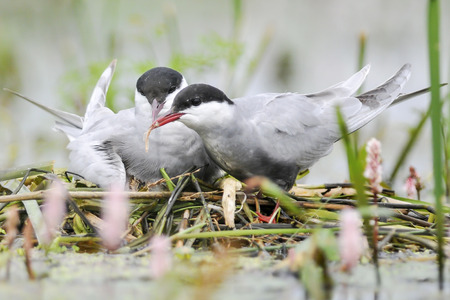 The Whiskered Tern  Birds feed chicks 
