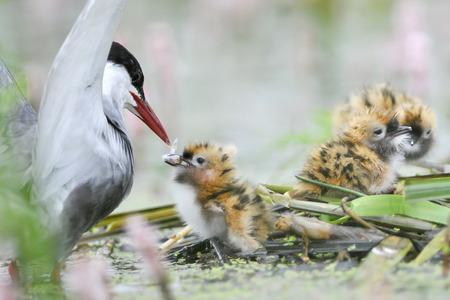 The Whiskered Tern  Birds feed chicks の写真素材