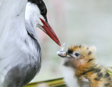 The Whiskered Tern  Birds feed chicks の写真素材