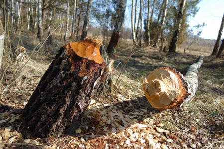 Poland  Old river bed of the Pilica river  Boggy areas, bogs の写真素材
