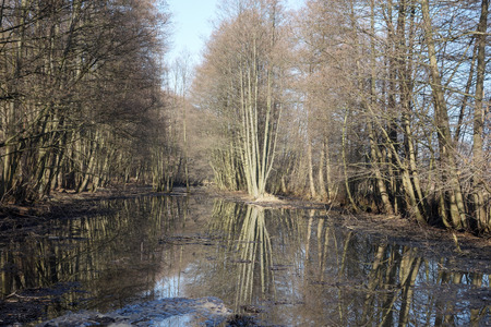 Poland  Old river bed of the Pilica river  Boggy areas, bogs, black alder carrの写真素材