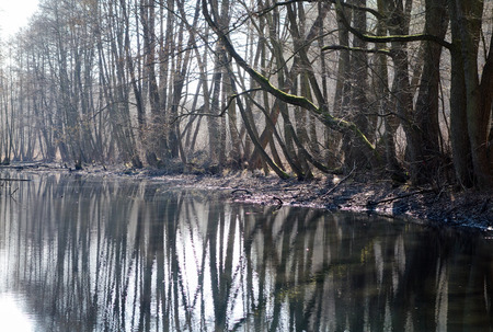 Poland  Old river bed of the Pilica river  Boggy areas, bogs, black alder carrの写真素材