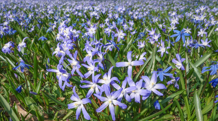 Scillas on the meadow 