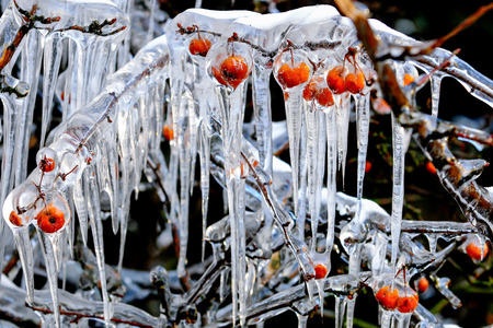 A harsh winter, frost hacked off with ice of the plant の写真素材
