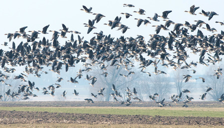 Wild geese, mainly bean geese are eating young shoots of the cereal crop heartily  Fot  Piotr Kamionkaの写真素材