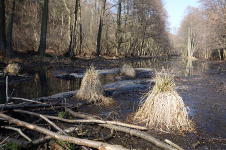 Poland  Old river bed of the Pilica river  Boggy areas, bogs, black alder carr の写真素材