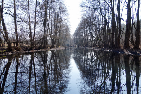 Poland  Old river bed of the Pilica river  Boggy areas, bogs, black alder carr の写真素材