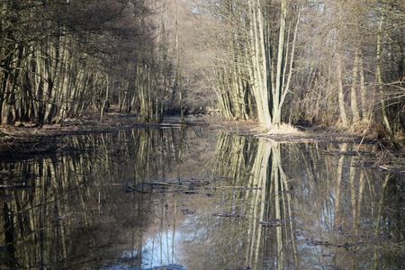 Poland  Old river bed of the Pilica river  Boggy areas, bogs, black alder carrの写真素材