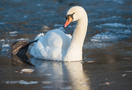 The Mute Swan  Bird took the leg out and is cleaning feathers for himself の写真素材