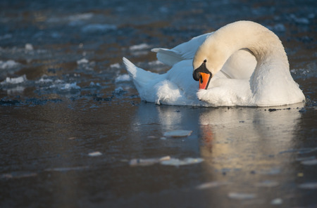 The Mute Swan  Bird took the leg out and is cleaning feathers for himself の写真素材