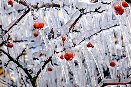 A harsh winter, frost hacked off with ice of the plant の写真素材