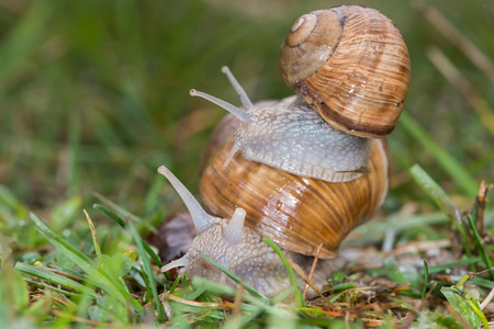 Edible snail common names the Burgundy snail, Roman snail or escargot の写真素材