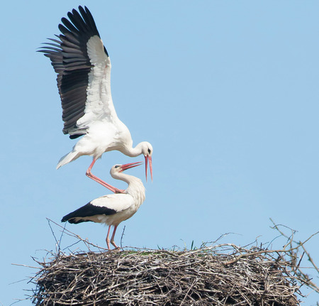 Intimate moments of storks on the nestの写真素材