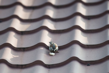 The house sparrows built a nest under roof tiles   The sparrow is eating a piece of bread