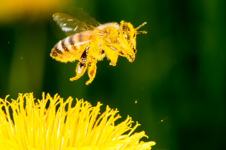 Bee on the dandelion flowerの写真素材