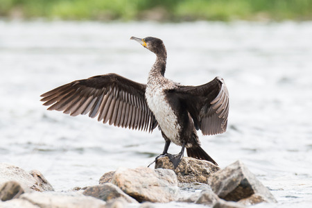 Cormorants are drying wings on the riverの写真素材