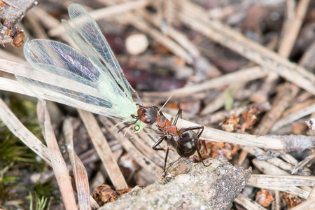 Wood ants are carrying the insect to the anthill の写真素材