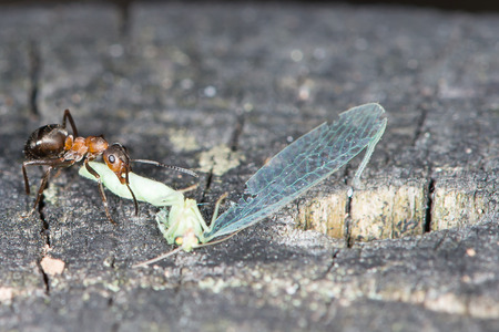 Wood ants are carrying the insect to the anthill の写真素材