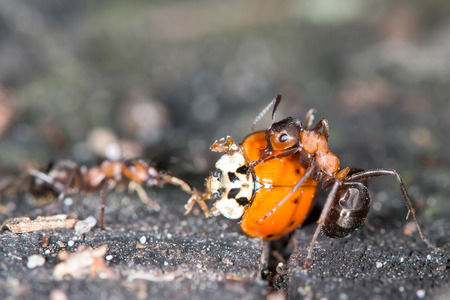 Wood ants are carrying the dead ladybird to the anthill の写真素材