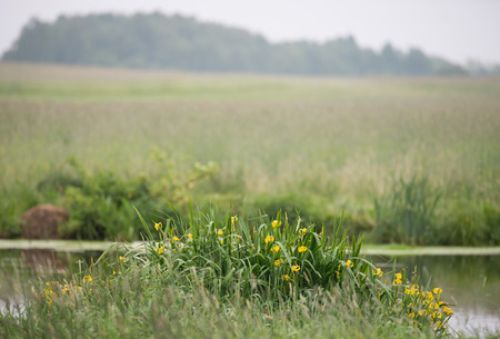 Daffodils are covering the border of the bogの写真素材