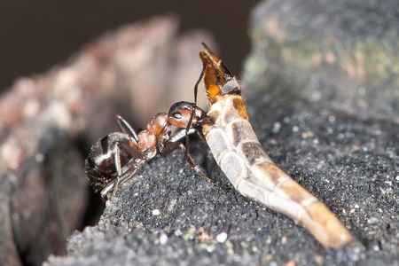 Wood ants are carrying the dragonflies abdomen to the anthillの写真素材