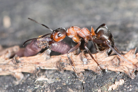 Wood ants are carrying the earthworm to the anthillの写真素材