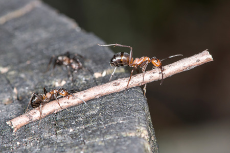 Wood ants are carrying twigs to the anthill の写真素材