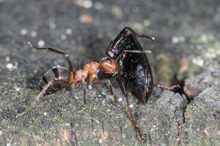 Wood ants are carrying the beetle to the anthill の写真素材