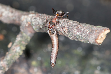 Wood ants are carrying the dragonflies abdomen to the anthillの写真素材
