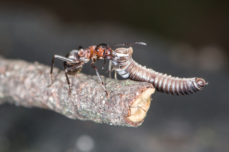 Wood ants are carrying the dragonflies abdomen to the anthillの写真素材