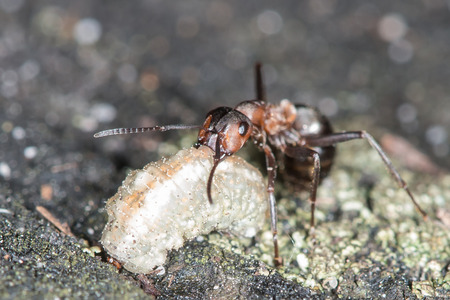 Wood ants are carrying the insect to the anthillの写真素材