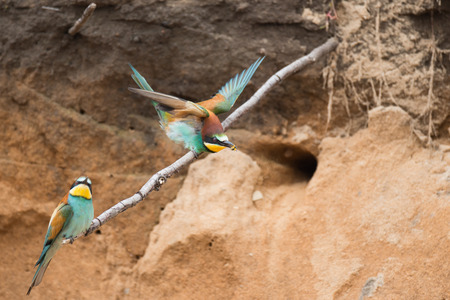 Bee eaters built a nest on the area of the old mine of sand   Bee eaters are sitting on the stick...