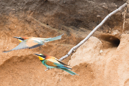 Bee eaters built a nest on the area of the old mine of sand