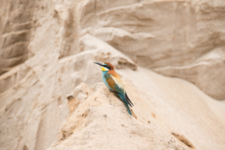 Bee eaters built a nest on the area of the old mine of sandの写真素材