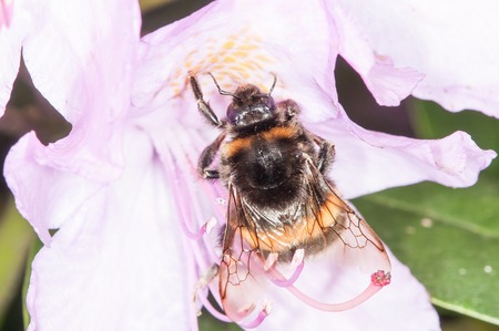 The bumblebee is drinking the nectar of the flower of the wild rose